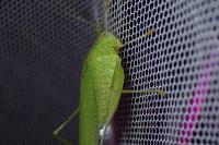 Phaneroptera nana