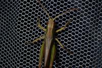 Pseudochorthippus parallelus