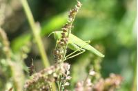 Phaneroptera nana
