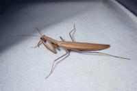 Mantis religiosa