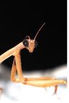 Mantis religiosa