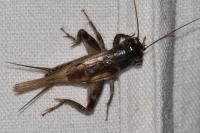 Eumodicogryllus bordigalensis
