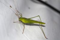 Phaneroptera falcata