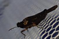 Tetrix ceperoi