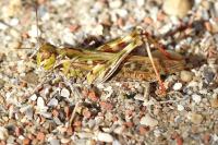 Oedaleus decorus