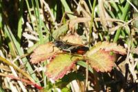 Omocestus rufipes