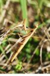 Mantis religiosa
