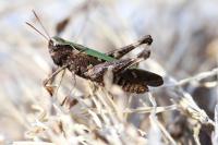 Omocestus rufipes