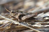 Tetrix undulata