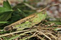 Aiolopus strepens