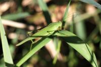 Phaneroptera nana