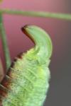 Phaneroptera nana