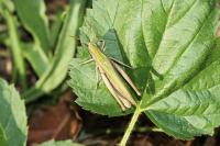 Chorthippus dorsatus