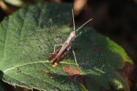 Omocestus rufipes