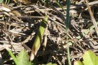 Chorthippus dorsatus