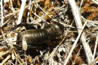 Gryllus campestris