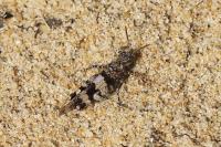 Oedipoda caerulescens