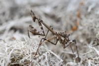 Empusa pennata