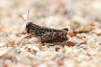 Calliptamus barbarus