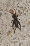 Nemobius sylvestris