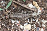 Pezotettix giornae