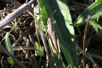Euchorthippus elegantulus