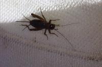 Nemobius sylvestris