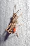 Omocestus rufipes