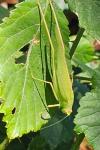 Phaneroptera nana