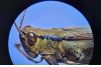 Mecostethus parapleurus