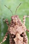 Paratettix meridionalis