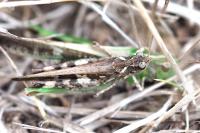 Aiolopus thalassinus