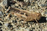 Aiolopus strepens
