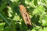 Aiolopus strepens