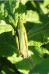 Chorthippus dorsatus