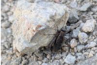 Nemobius sylvestris