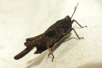 Tetrix subulata