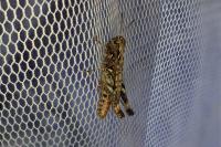 Myrmeleotettix maculatus