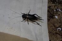 Eumodicogryllus bordigalensis