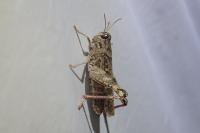 Calliptamus italicus