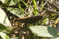 Aiolopus strepens