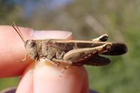 Aiolopus strepens