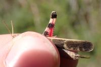 Aiolopus strepens