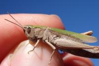 Chorthippus dorsatus