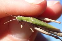 Chorthippus dorsatus