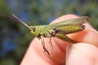 Chorthippus dorsatus