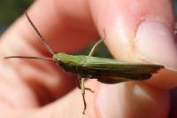 Chorthippus dorsatus