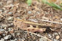 Aiolopus strepens