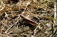 Gomphocerippus vagans