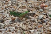 Aiolopus thalassinus